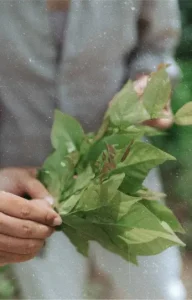Someone grasping a handful of assorted seasonal leaves.