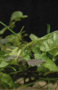 Close-up of vibrant green leaves in natural sunlight.