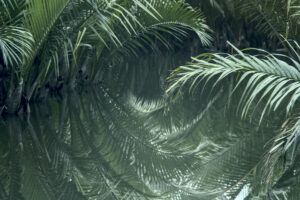 Nipa Forest